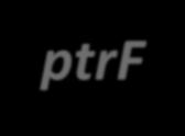 Pointer to Function #include <stdio.h> void f1(float a){ printf("f1 %g", a);} void f2(float a){ printf("f2 %g", a);} int main(){ void (ptrf)(float a); ptrf = f1; ptrf(12.5); ptrf = f2; ptrf(12.