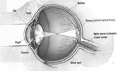 Human Visual System Eyes Perceive stimuli Perform low-level