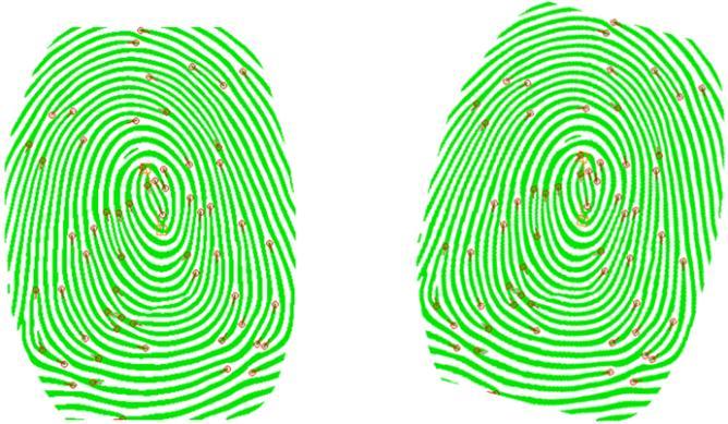 fingerprint, coordinate locations of all the minutiae points in Figure 2 with respect to Figure 2 are changed.