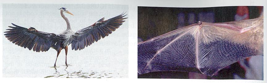Convergent Evolution Bird & bat wings arose independently (analogous) Has wings is thus