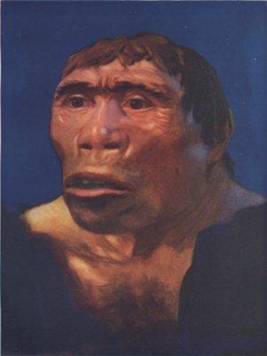 Java Man Pithecanthropus erectus from The