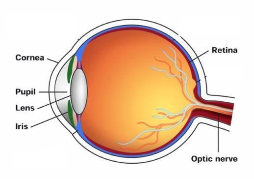 Vision The human eye : Optic Nerve: The nerve