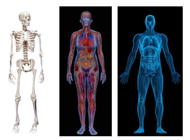 Physiological Structures The neurologist, the orthopedist, the hematologist, and the dermatologist all have different views of the structure of a human body.