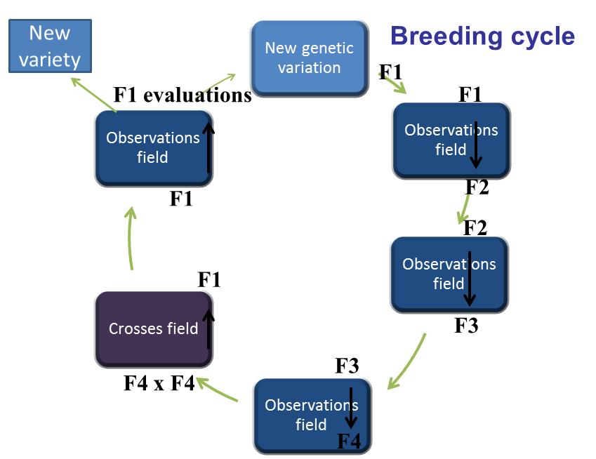 Breeding Field What is a Breeding Field?