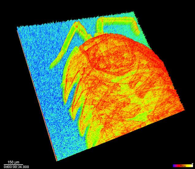 High Energy Detection Phase Contrast Tomography Pill Bug / Roly Poly Courtesy of Will Schumaker of the Center for Ultrafast Optical Science, University of Michigan, USA Features and Benefits Soft