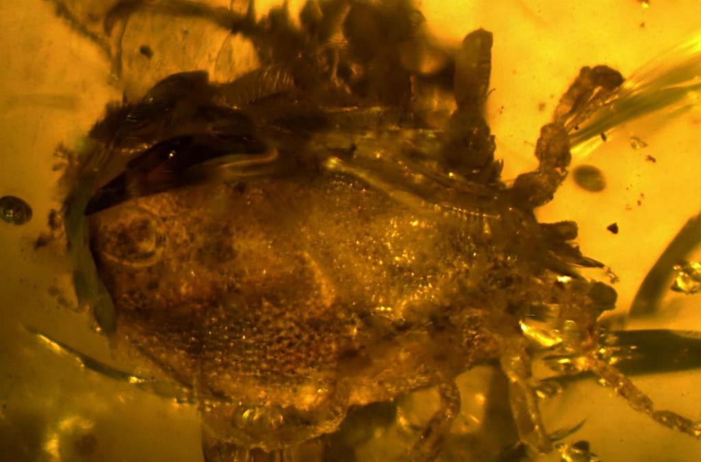JOURNAL #5 - June 2018 This Deinocrotonid tick, encased in Burmese amber, was discovered by one of our licensees, Scott R. Anderson.