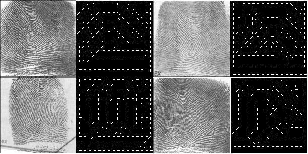 Figure 7. Original image and its thinned counterpart. Figure 5. Original fingerprint image and the corresponding block directional image. the core point.