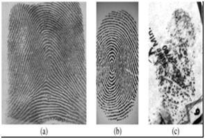 Figure 2: Three types of fingerprint images. (a) rolled (b) plain and (c) latent fingerprints Fingerprint matching[3] means finding most appropriate similar fingerprint to query fingerprint.