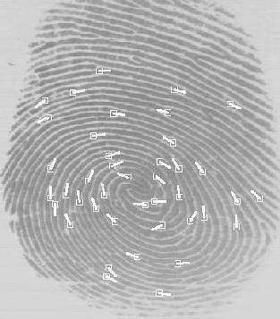 on the duplicate image of the input fingerprint with the lines much