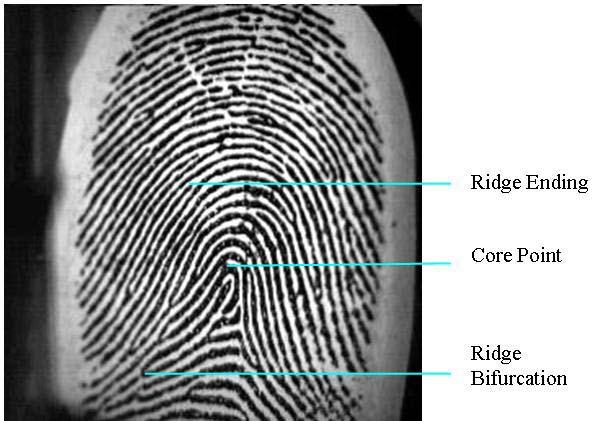 Fingerprint Matching using Gabor Filters Muhammad Umer Munir and Dr.