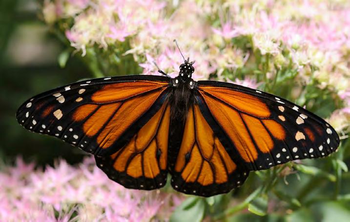 Many plants and animals exhibit symmetry. The butterfly in Figure 5.6-1 is an example of this.