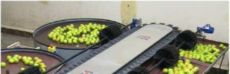 Dynamic weighing Checkweigher application example Fruit grader Replacement of existing