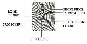 transformation. a) b) Fig. 1. Example of a) ridge ending and b) bifurcation II. EXISTING SYSTEM Fingerprint recognition is one of the oldest methods. Fingerprints have been studied for many years ago.