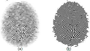 Figure 5 : (a) Original Fingerprint (b) Binarized image.