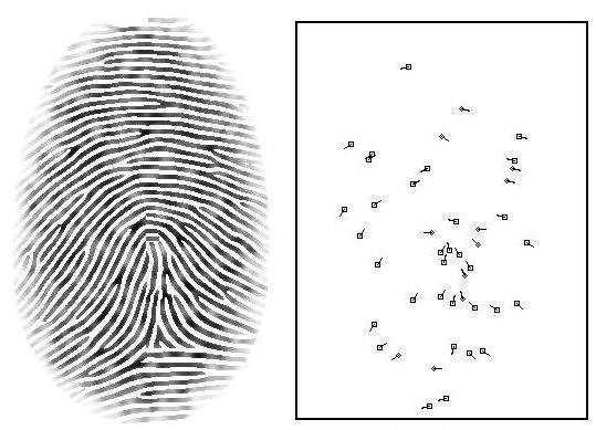 Fig 8: (a) Gray-scale Fingerprint (b) Minutiae points. IV.