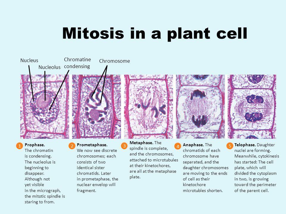 14. Spend some time identifying the different stages of the cell cycle visible in your root section squashes. Illustrate examples of each mitotic stage (prophase, metaphase, anaphase, and telophase).