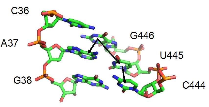 with the COP parametrization. These cases will be explained separately in the text. Figure 4.32: Double helix structure exhibiting base stacking structure.