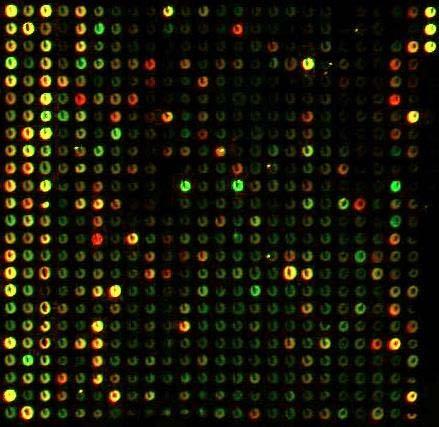 sequences from thousands of different genes