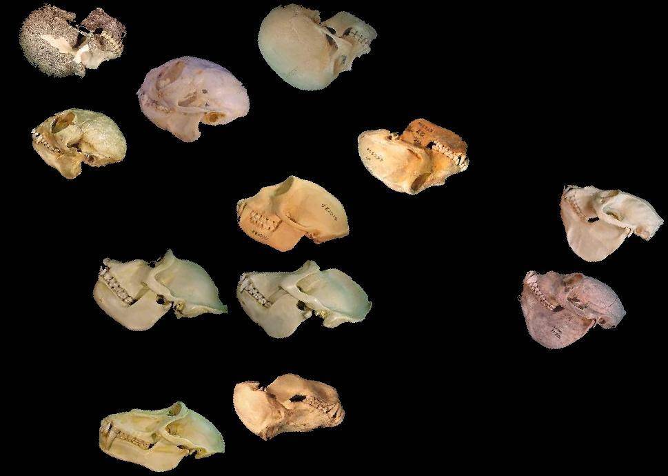 Figure 16: Skulls Shape Example: Before