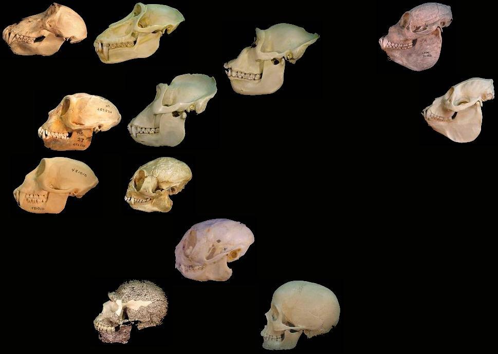 Figure 18: Skulls Shape Example: Before Figure