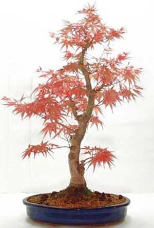 Bonsai from Rootrainer Page 1 of 1 Last updated by Mr Lee, RO008, Candidate Number Rootrainer Trees, ideal for bonsai Bonsai is the ancient Japanese art of training large trees to remain small This