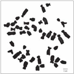Songklanakarin J. Sci. Technol. A study on karyotype of masked palm civet (Paguma lavata) Vol.28 No.4 Jul. - Aug. 2006 758 Tanomtong, A., et al. Figure 1.