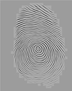 After that similarity of correlating two ridges is given by S = m i=0 x i X i m i=0 x 2 X 2 (2) i i Where (xi xn) and (Xi Xn) are the set of minutia for each fingerprint.