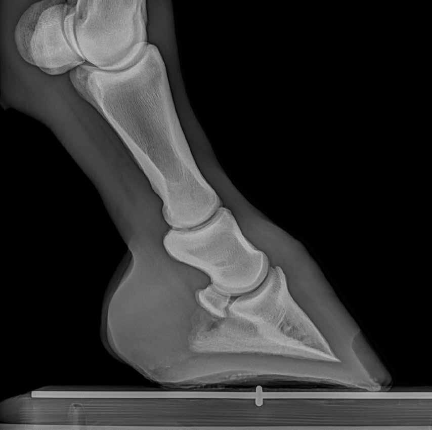 ULTRA-LITE RUGGED RELIABLE MYRAD EQUINE: ULTRA-LITE DIGITAL RADIOGRAPHY FOR THE EQUINE PRACTITIONER.