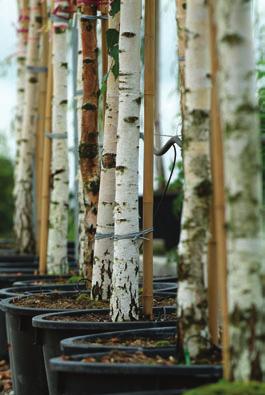 1. On Earth Da, a nurser sold more than $15 worth of maple and birch trees. The maple trees were sold for $75, and the birch trees were sold for $5.