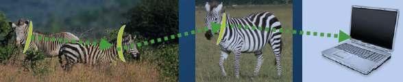 Environment monitoring (2) Zebranet: a WSN to study the behavior of zebras Special GPS-equipped collars were