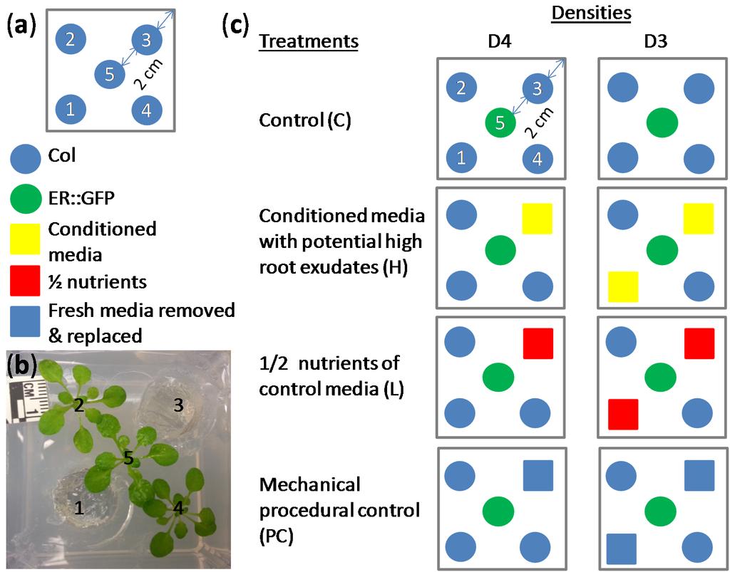 Supporting Materials: Image-Based Analysis to Dissect Vertical Distribution and Horizontal Asymmetry of Conspecific Root System Interactions in Response to Planting Densities, Nutrients and Root