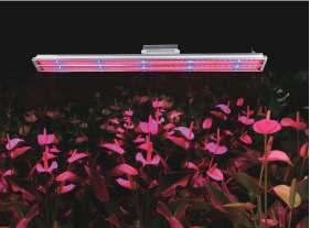 LED GROW LIGHTS LED Grow Light--T8 * Standard IEC dimention Red/Blue Grow Light Full