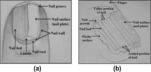 Fig 2: Finger nail surface in (a), magnification of the nail bed structure in (b) These longitudinal striations simulated on the nail plate surface are highly unique for every individual for personal