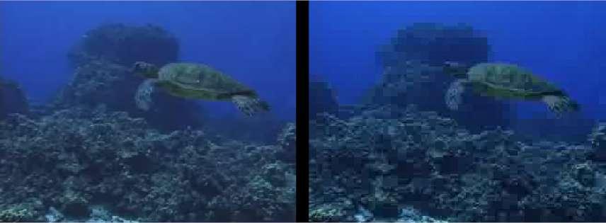 Also the colors are significantly saturated. Apart from that, the careful observation of the coral background exhibits how the image on the left is lot truer than the MX image. (a) (b) Figure 3.