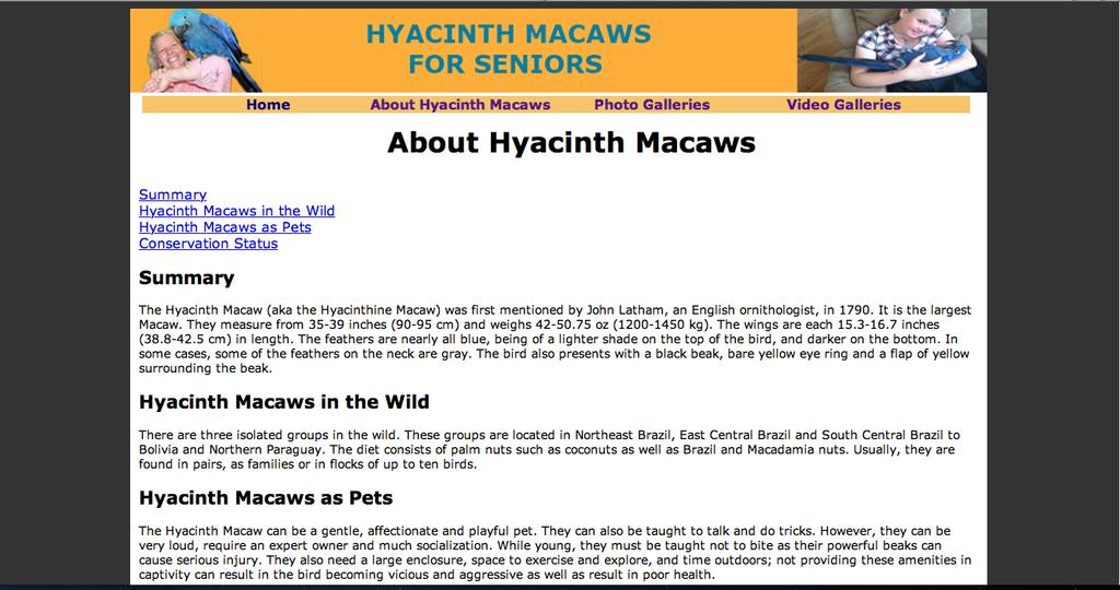 Hyacinth Macaws for Seniors