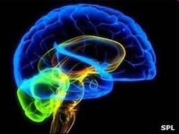 consists of about 60,000 neurons Human brain contains millions of such