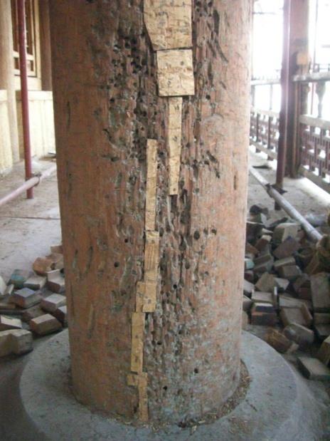 tile Pests damaged the wooden