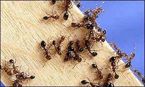 Biology-inspired computation. Ant colony optimization. Genetic art. Kandid.