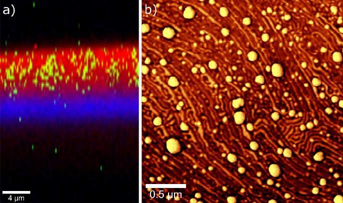Raman Depth Profiling & AFM of a Drug Delivery Coating For the characterization of drug delivery coatings, nondestructive confocal Raman imaging provides the ability to analyze the chemical