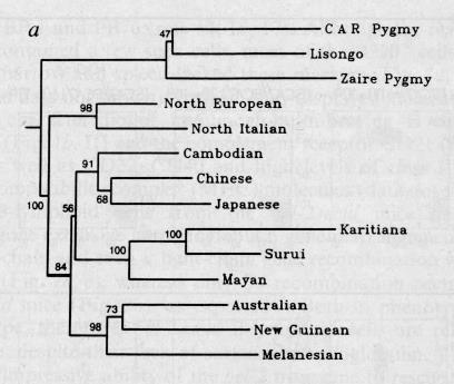 Evolutionary Tree of Humans: (microsatellites) Neighbor joining tree for 14 human