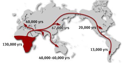 Human Migration Out of Africa 1. Yorubans 2. Western Pygmies 3. Eastern Pygmies 4.