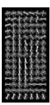 directions over the pixels of the cell
