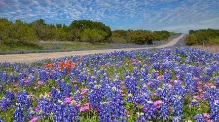 Ennis is part of the booming DFW Metroplex, and only 35 miles from downtown Dallas. Today, over 4,000 people work in over 40+ industries in the Bluebonnet City.
