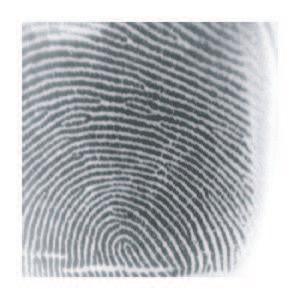 Fingerprint Deformation Models Using Minutiae Locations and Orientations Yi Chen, Sarat Dass, Arun Ross, and Anil Jain Department of Computer Science and Engineering Michigan State University East