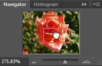 Move your mouse over the flower image. Hold your mouse down and drag to change the part of the image that is currently visible.