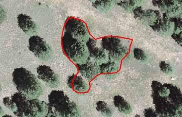 VEGETATION Vegetation features can be collected as points or lines, depending on the feature. Any vegetation feature should be collected as VEGETATION feature type.