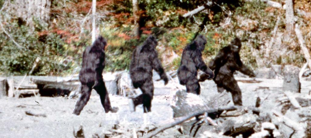 Bigfoot Insights Just for the Record Christopher L. Murphy.9 87...7 6.8 FEET Seen here are four film frames between frame 07 and frame inclusive; so there were 6 frames all told.