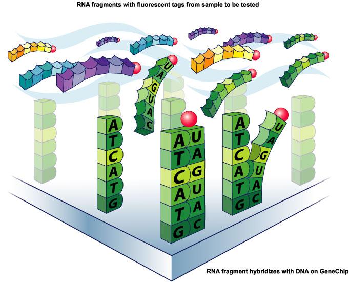 info DNA Microarray Millions of DNA strands