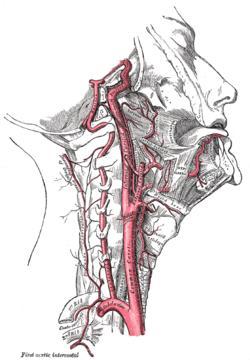 THE COMMON CAROTID ARTERY (CCA) 5 CCA is an artery that ascends within the neck (on both sides) CCA supplies the head and neck with blood It bifurcates into two branches
