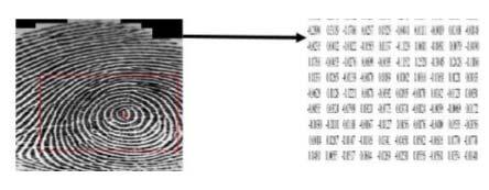 3) Image Segmentation : After image enhancement the next step is fingerprint image segmentation. In general, only a Region of Interest (ROI) is useful to be recognized for each fingerprint image.